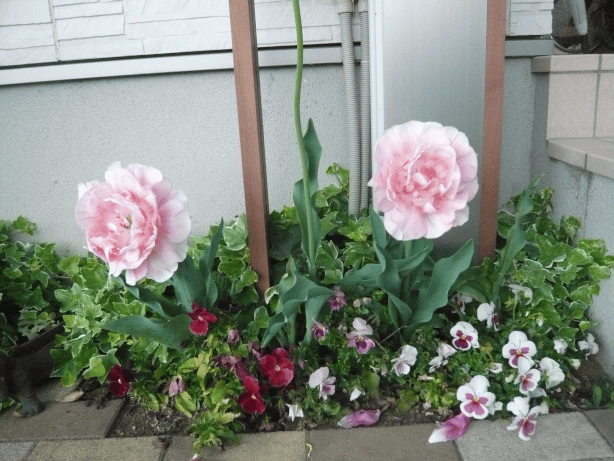 c0365341_21092102.gif