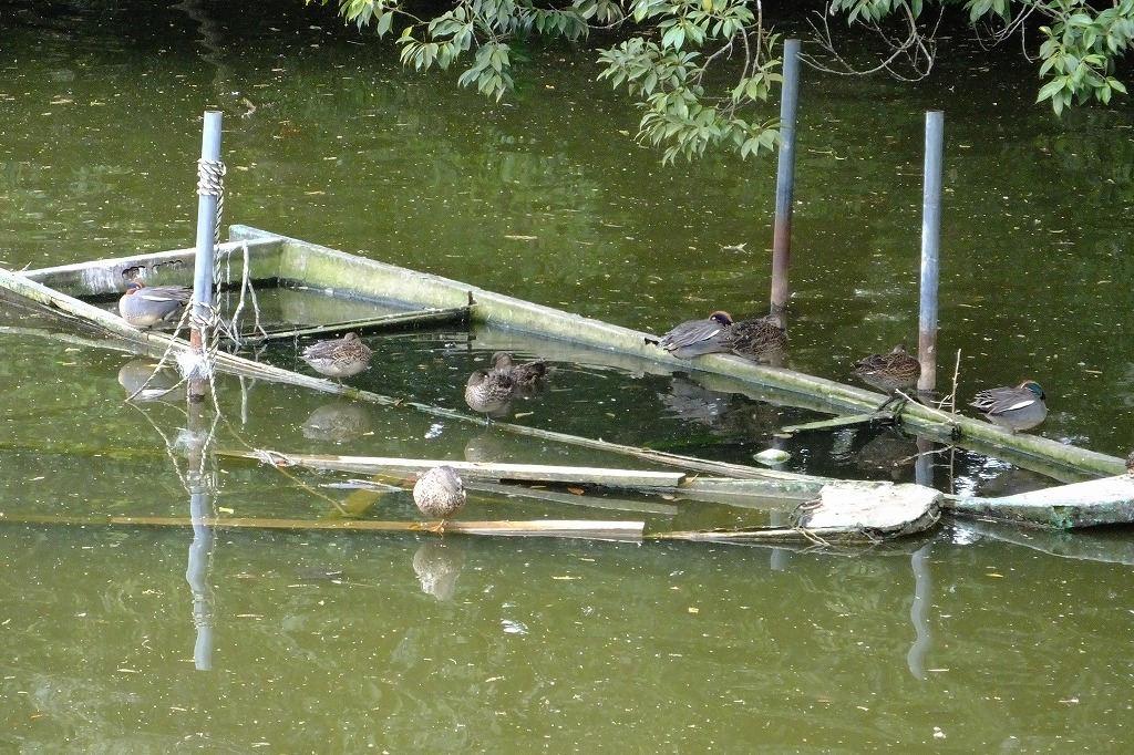 カワウの幼鳥かな？　坂田が池で・・_b0236251_10534132.jpg