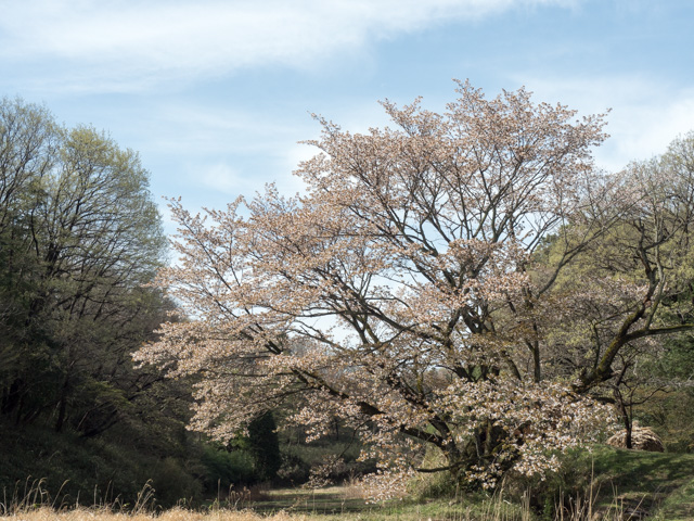 畔桜_a0257652_1752758.jpg