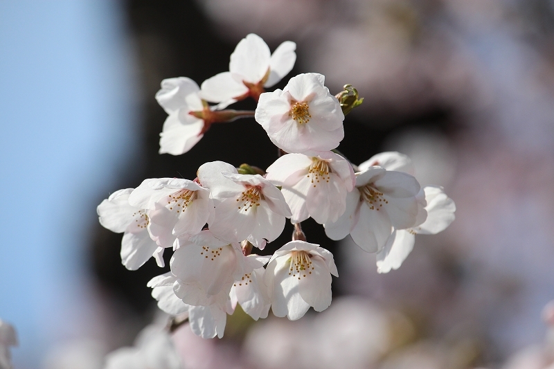 4月29日　2017 五稜郭公園の桜　１_b0250154_13342655.jpg