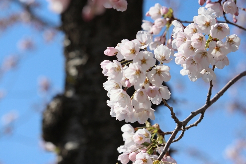 4月29日　2017 五稜郭公園の桜　１_b0250154_13353145.jpg