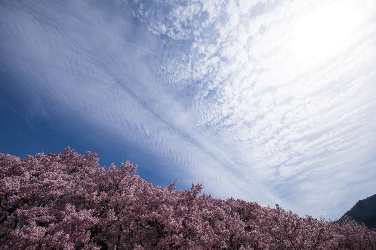 信濃路の桜　011_f0371554_17583236.jpg