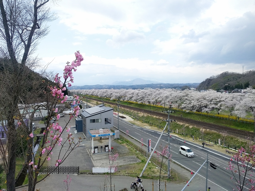 空と花と人と　柴田町  船岡城址公園_d0039059_21210244.jpg