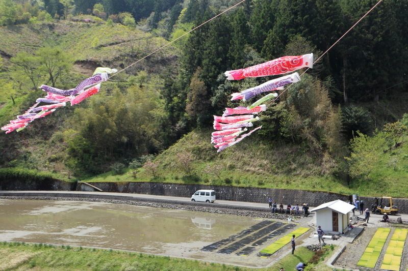梼原町：こいのぼり5000匹揺れる_a0077663_14584323.jpg