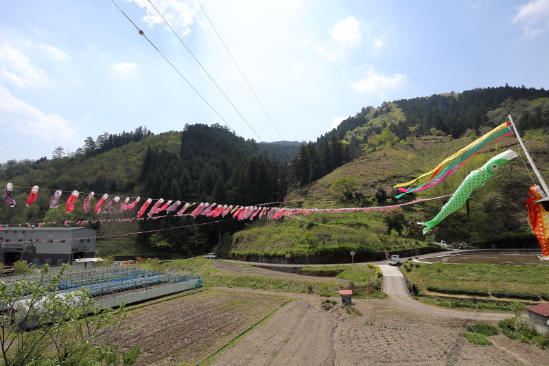 梼原町：こいのぼり5000匹揺れる_a0077663_14584565.jpg