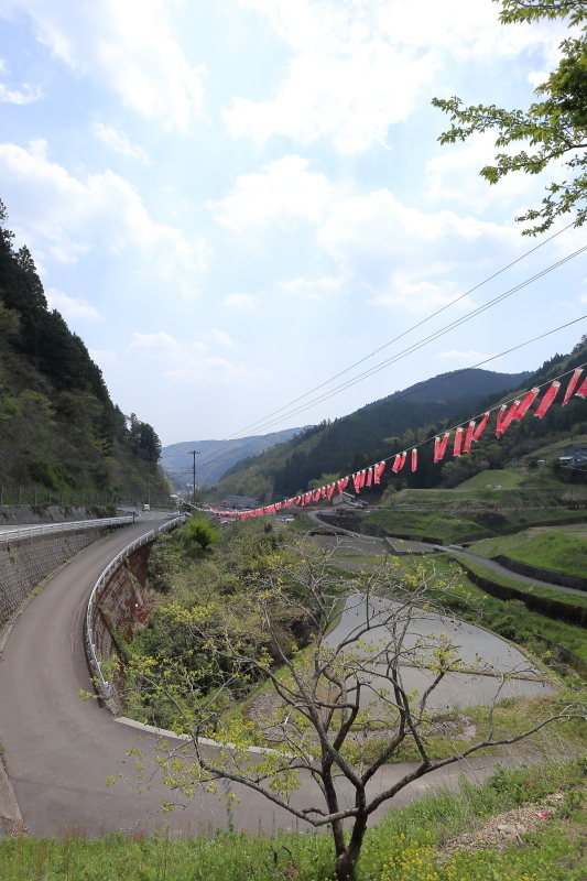 梼原町：こいのぼり5000匹揺れる_a0077663_14585202.jpg