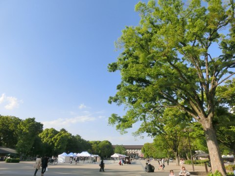 ブリューゲル「バベルの塔」展　@　東京都美術館_e0045768_22515992.jpg