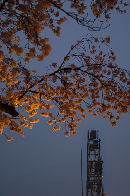 夜桜通り抜け＠王子動物園_c0108673_2301711.jpg