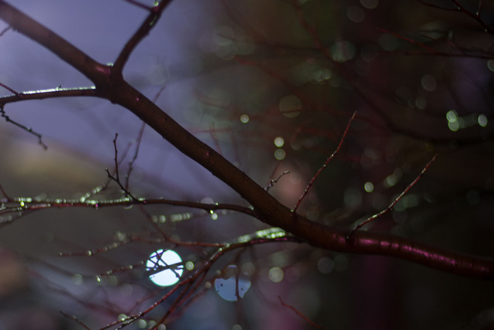 夜桜通り抜け＠王子動物園_c0108673_2321100.jpg