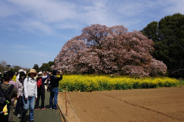 吉高の大桜を今年も見る_a0113874_17335098.jpg