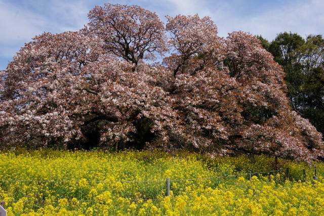 吉高の大桜を今年も見る_a0113874_17342514.jpg