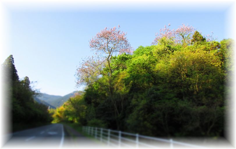 藤の花が咲く頃…♪_d0175974_20181657.jpg