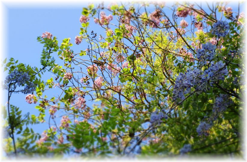 藤の花が咲く頃…♪_d0175974_20375069.jpg