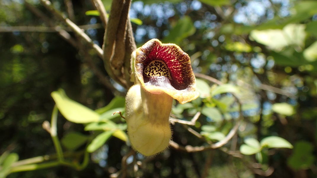 オオバウマノスズクサの花_f0346184_1924682.jpg