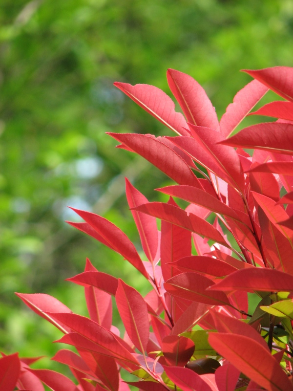 ５月３日 赤い葉っぱがきれいです 陽だまりの猫の写真日記
