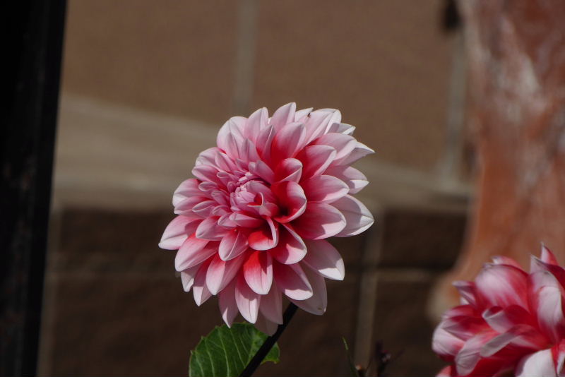 キク科の花たち ダリア 矢車菊 ガーベラ 金盞花 天人菊 貝殻草 アークトセカ ロクアイつれづれ２