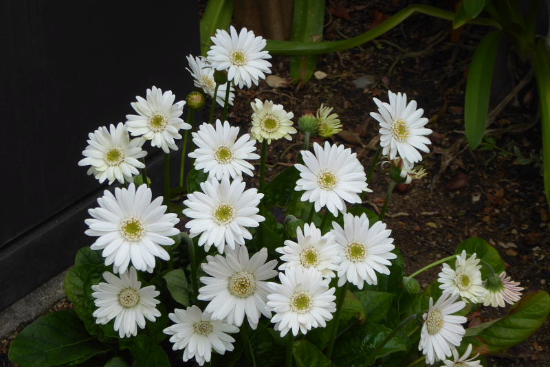 キク科の花たち＜ダリア・矢車菊・ガーベラ・金盞花・天人菊・貝殻草・アークトセカ＞_d0261298_22574126.jpg