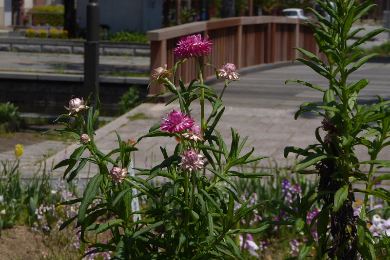 キク科の花たち＜ダリア・矢車菊・ガーベラ・金盞花・天人菊・貝殻草・アークトセカ＞_d0261298_230265.jpg