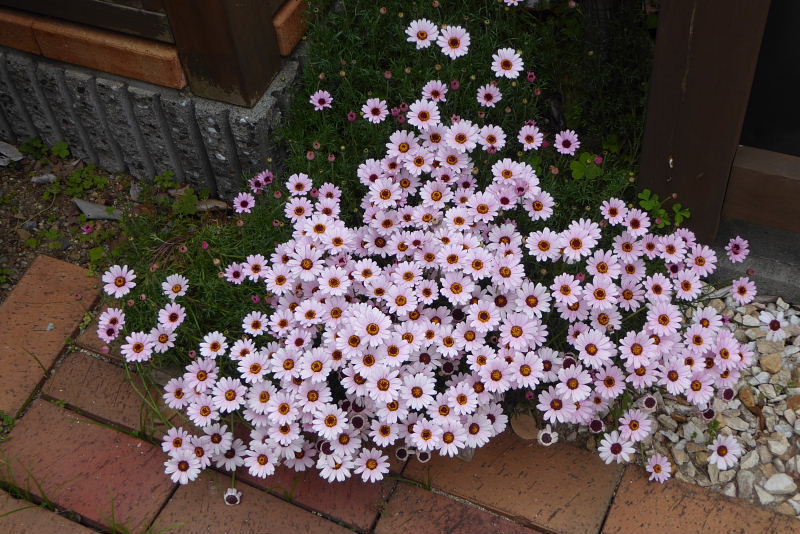 キク科の花たち＜ダリア・矢車菊・ガーベラ・金盞花・天人菊・貝殻草・アークトセカ＞_d0261298_2324387.jpg