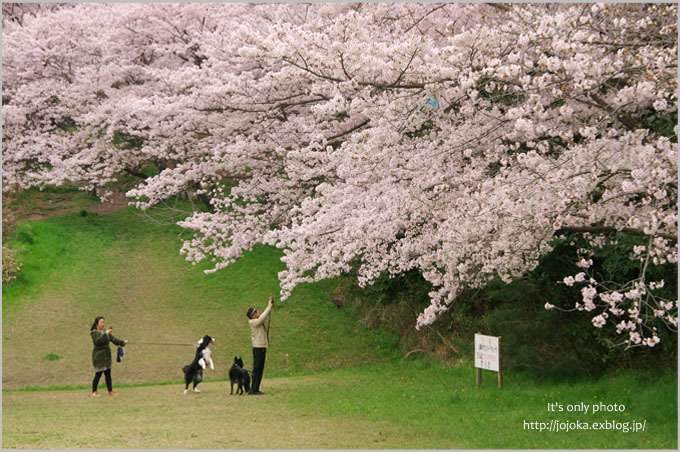 '17 桜＊Ⅸ　-大きな公園の桜-　 - It's only photo
