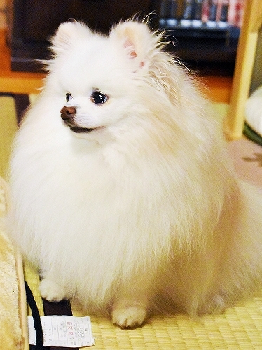 違和感無い?_d0360206_00145074.jpg