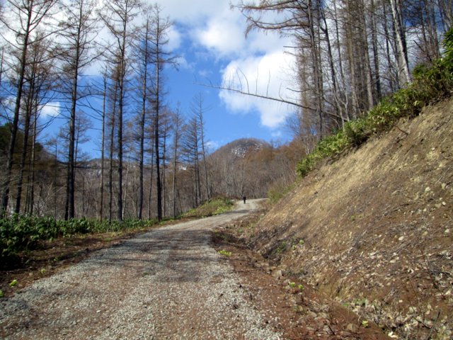 2017年4月29日（土）　春香山 (山菜採り)_a0345007_12224218.jpg