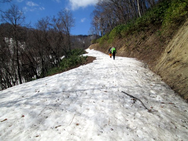 2017年4月29日（土）　春香山 (山菜採り)_a0345007_1224156.jpg