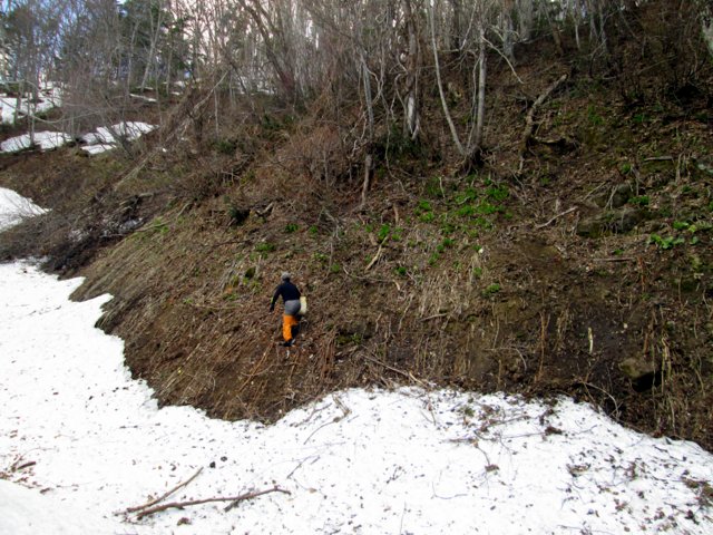 2017年4月29日（土）　春香山 (山菜採り)_a0345007_1226593.jpg