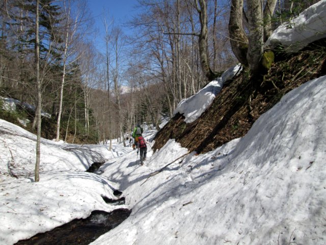 2017年4月29日（土）　春香山 (山菜採り)_a0345007_12284672.jpg