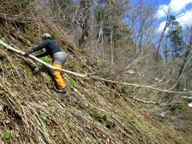 2017年4月29日（土）　春香山 (山菜採り)_a0345007_12352136.jpg