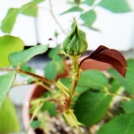 e0098908_17550482.jpg