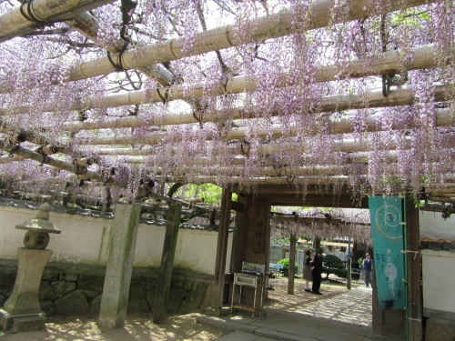 西条市・アクアトピア水系の景観と禎祥寺の藤棚…2017/4/27_f0231709_14560142.jpg