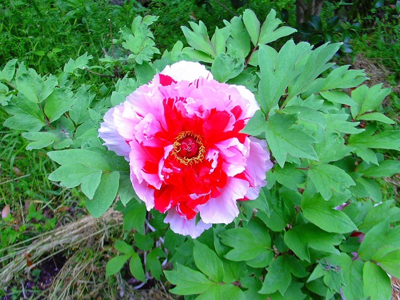 穀雨　末候　牡丹華 （ぼたんはなさく）～七十二候_f0221612_16084911.jpg