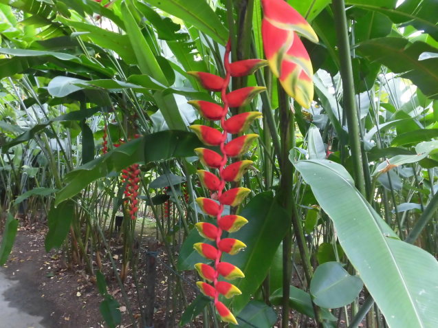 シンガポール植物園(ボタニカルガーデン)1_d0336014_01335274.jpg