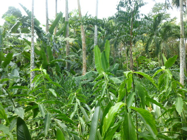 シンガポール植物園(ボタニカルガーデン)1_d0336014_01363432.jpg