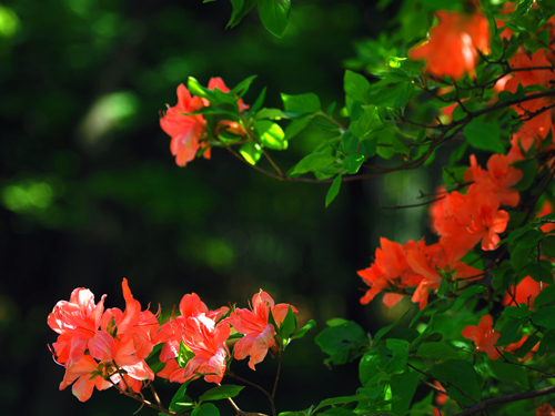 皇居東御苑の初夏の花　ヤマツツジ　（４月３０日）_a0023315_2391124.jpg