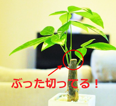 パキラの実生株get の巻 ぱぴぷぺぺの植物とか日々つぶやき