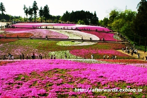 羊山公園 芝桜_b0083417_22275223.jpg