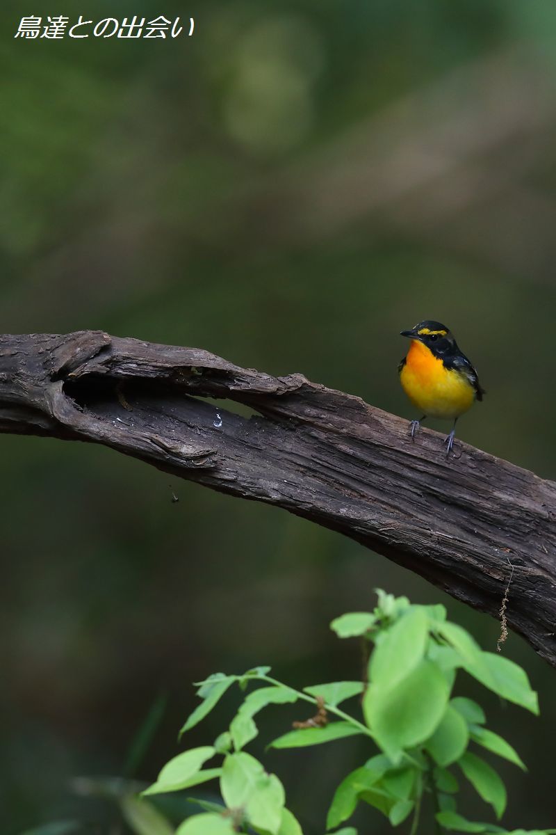 キビタキ（Narcissus Flycatcher)_e0139623_21401572.jpg