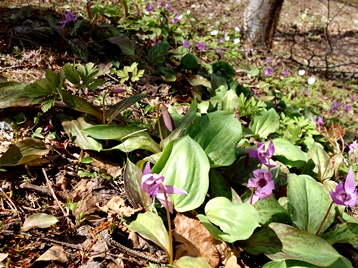 c0204725_12331990.jpg