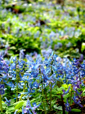 c0204725_15514720.jpg