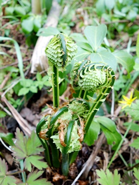 c0204725_15552837.jpg