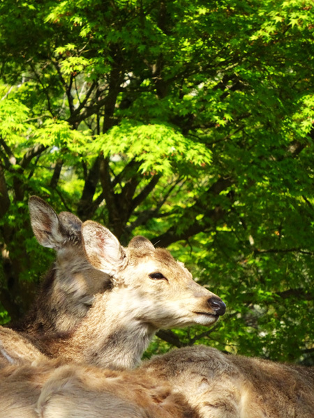 新緑の奈良公園へ行ってみた　2017/04/29_e0192725_10484326.jpg