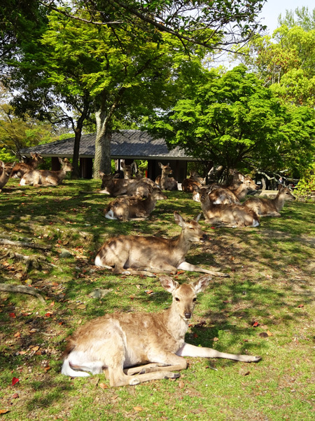 新緑の奈良公園へ行ってみた　2017/04/29_e0192725_10484792.jpg