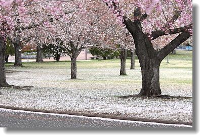 八戸公園　泣けるがごときしだれ桜_d0038630_19135050.jpg