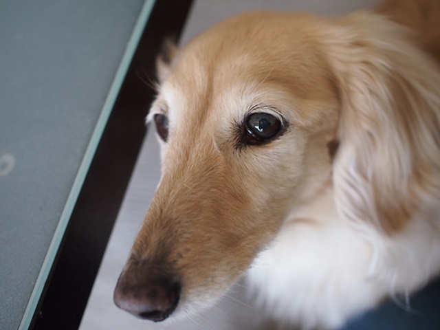 c0117831_16033754.jpg