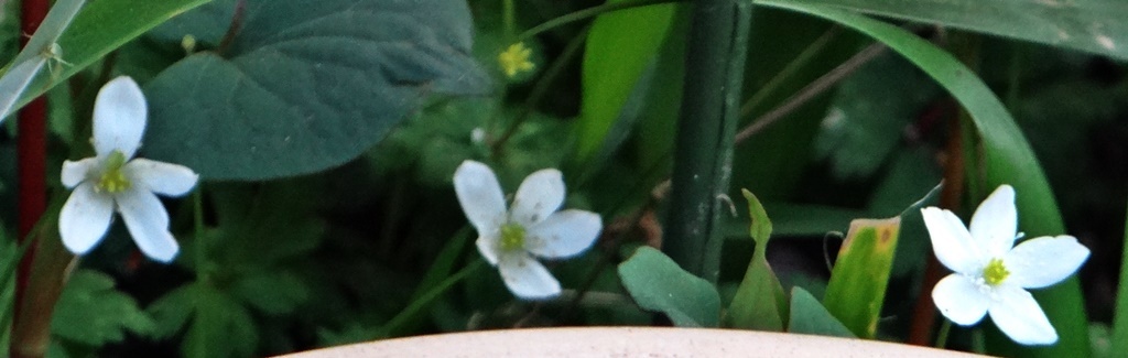 d0037233_11000071.jpg