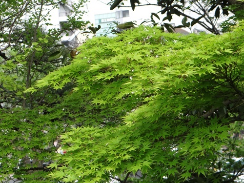 d0037233_11052130.jpg