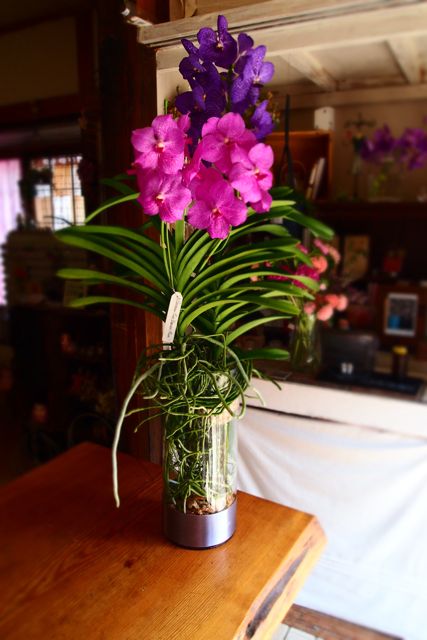 バンダのガラス植え 花 ふわわ バンダのガラス植え 花 ふわわ