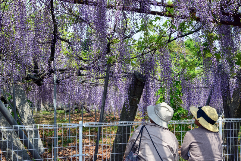 岩田神社の 2017藤まつり ①_d0246136_22371488.jpg